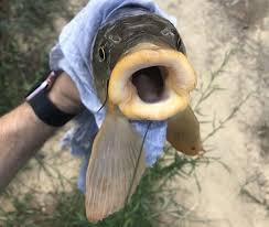 fish with the biggest lips