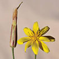Scorzonera sensu lato (Asteraceae, Cichorieae) – taxonomic ...