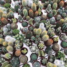 To compensate, cacti have developed special abilities that specialized stems allow cacti to store water for a long time, since rainfall is often sporadic in the deserts that cacti call home. 7 Tips To Keep Your Small Succulents And Cacti Alive And Thriving