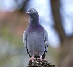 how to train homing pigeons 6 easy