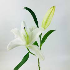 LILY- ORIENTAL 2 BLOOMS WHITE - Wholesale Bulk Flowers - Cascade Floral