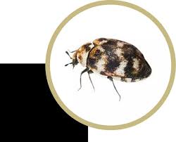 carpet beetles extermination control