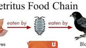 Pada umumnya pada suatu ekosistem tidak hanya terdapat satu rantai makanan. Gambar Rantai Makanan Ekosistem 4 Rantai Makanan Dan Jaring Jaring Makanan Kelas 7 Rantai Makanan Gambar Makanan Gambar Rantai Makanan Tingkat Trofik Dan Piramida Ekologi
