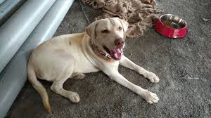 10,000 rs to 28,000 rs free adoption: A Male Labrador Dog Found In Navi Mumbai Hachi Dog Largest Indian Dog Directory For Pet Related Services