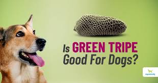 is green tripe good for your dog