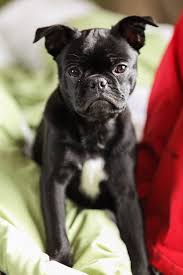 Frenchie Pug Dog Breed Information Pictures More