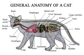 Cat Anatomy Diagram Cat Anatomy Cat Brain Anatomy