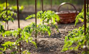 Tips For Growing Tomatoes The Home Depot