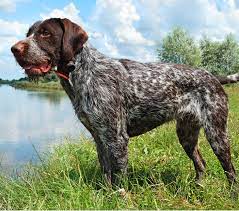 german wirehaired pointer puppies and