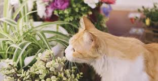 day flowers are safe for cats