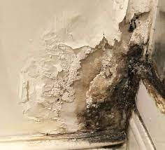 Bathroom Mold How To Identify And Get