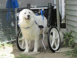 wheelchair can help and injure tripawd dogs