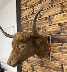 Antique Taxidermy Highland Cow Head