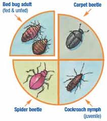 guide to where bed bugs hide room