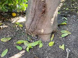 can citrus trees grow in clay soil