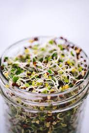 how to grow broccoli sprouts broccoli