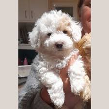 small male maltese x poodle mix dog in