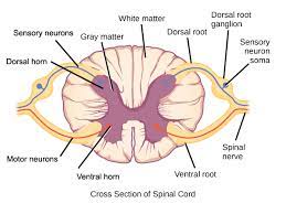 the spinal cord human anatomy and