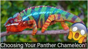 choosing your panther chameleon you
