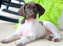 The german shorthaired pointer mix is not a purebred dog. Short Haired German Pointer For Sale Online