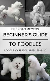 poodle care explained simply ebook by