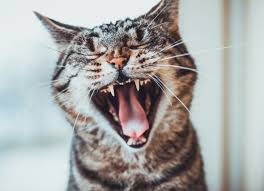 10 Signs Of Gum Disease In Cats