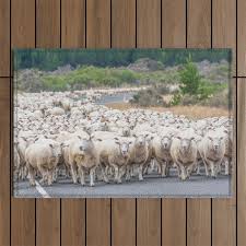 view merino sheep road new zealand