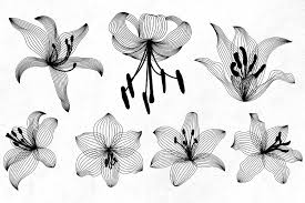 lily flower drawing set lily vector