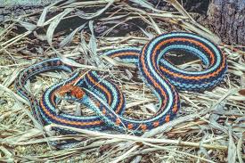 San mateo california.wild populations of san francisco garter snake thamnophis sirtalis tetrataenia sfg. 9 Gorgeous Snake Species Around The World