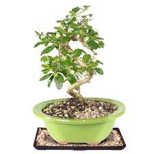 bonsai ien tea bonsai