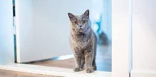 Hoelang kan mijn kat alleen zijn en wat kan ik doen als ik een langere  periode van huis ben? - Petbnb Blog