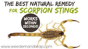 natural solution for scorpion stings