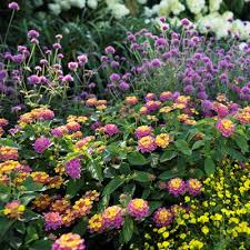 garden plants discover the best