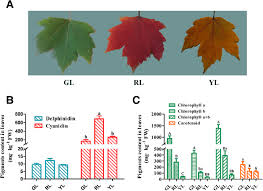 morphology of red maple leaves and