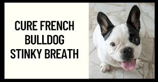 how to cure french bulldog stinky
