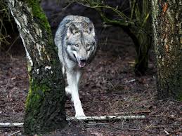 He has the looks and the sheer physical presence to pull off this kind of role. Wolves Are Back In Switzerland But Not Everyone Is Happy About It World Economic Forum