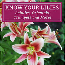 types of lilies asiatics orientals