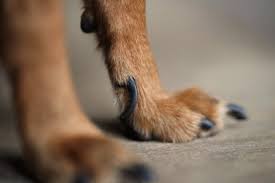 a dog with ed or broken toenails
