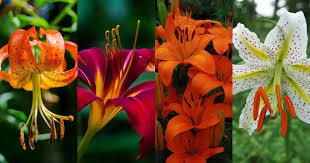 30 diffe types of lilies with