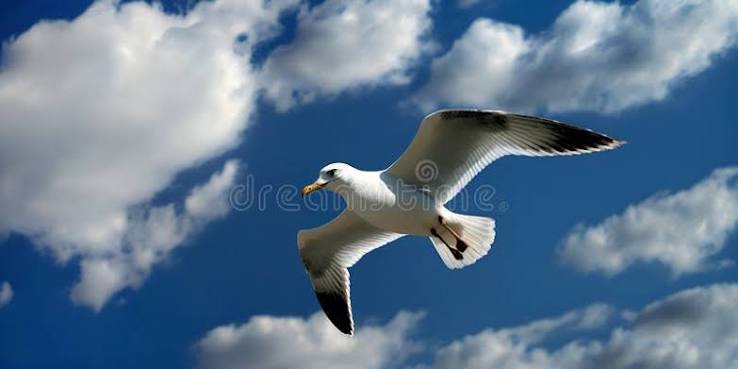Gaivota a Voar Num Céu Azul Límpido. Gaivota Entre O Céu De Verão, Brilhante E Soalheiro, Tempo Ensolarado. Voo Livre, Nuvens Bran Imagem de Stock - Image of aumento, azul: 269744877