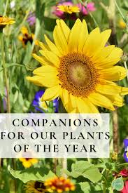 Companions For Ngb S Plants Of The Year
