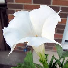 We did not find results for: Top 25 Most Beautiful White Flowers