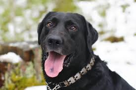 black spots on a dog s tongue