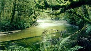 facts about tropical rainforest plants