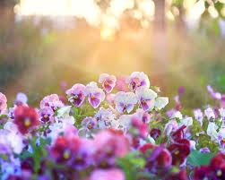 what to plant in september flowers