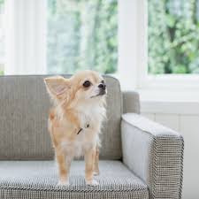 small dog breeds for apartment living