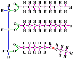 lipids diagram quizlet