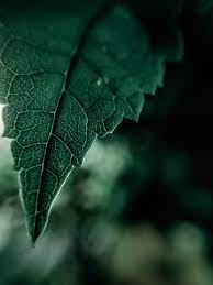 green leaf 2020 nature graphy