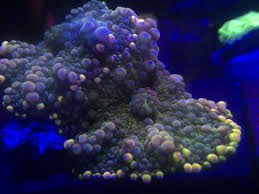 Ask about any in particular if interested. For Sale Corals For Sale