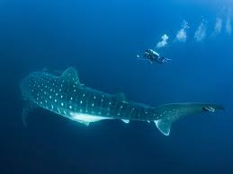 to identify whale sharks scientists